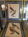 LOT Lithographies anciennes ornithologie