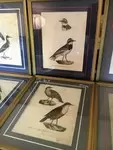 LOT Lithographies anciennes ornithologie