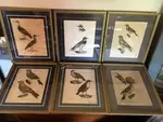 LOT Lithographies anciennes ornithologie