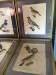 LOT Lithographies anciennes ornithologie
