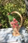 Pichet panier de fraises