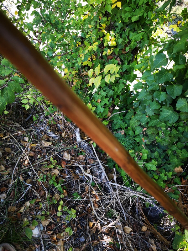 Petite canne ancienne