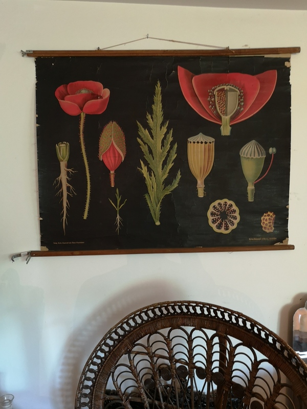 Planche botanique entoilée - le coquelicot 