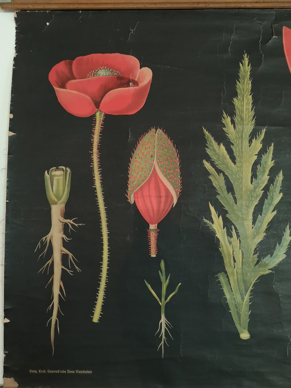 Planche botanique entoilée - le coquelicot