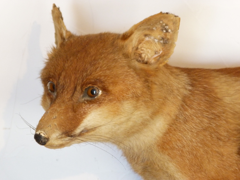 Renard naturalisé 